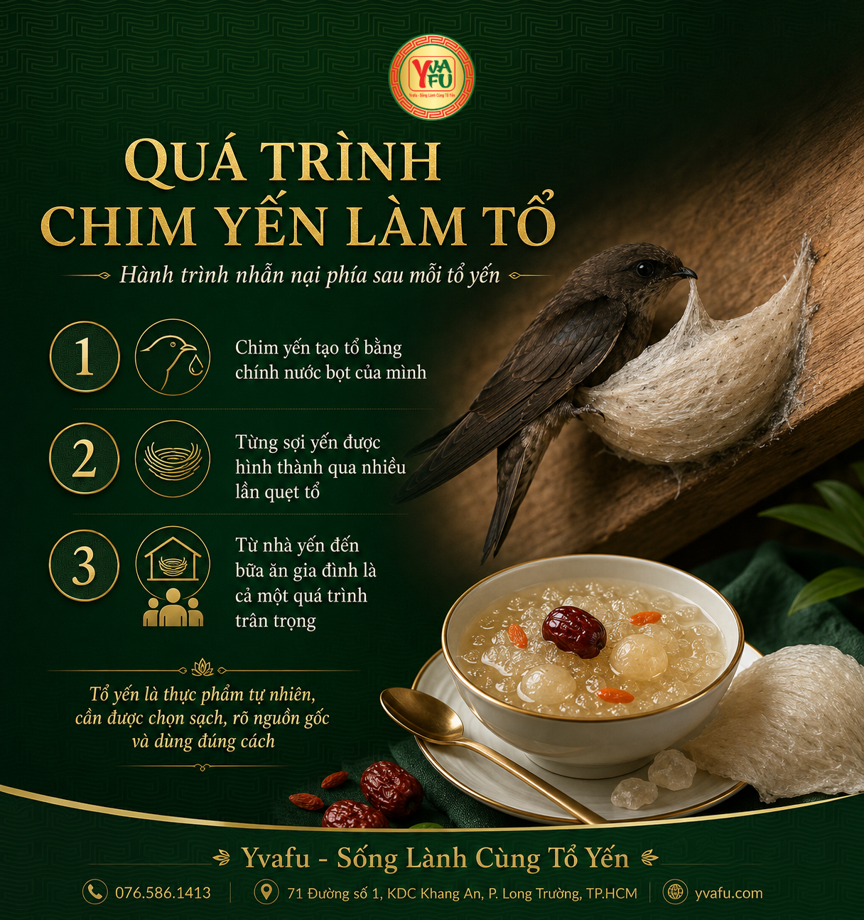 Quá trình chim yến làm tổ: hành trình nhẫn nại phía sau mỗi tổ yến
