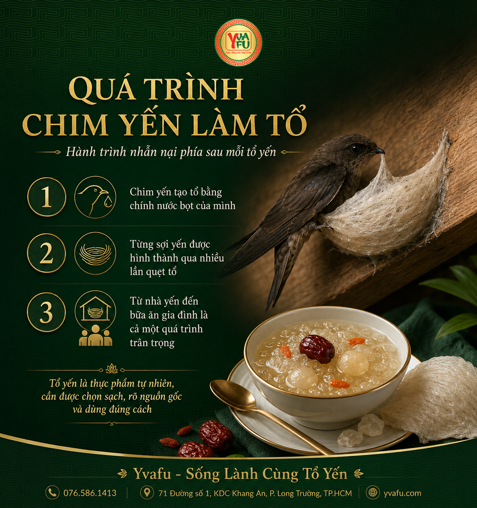 Quá trình chim yến làm tổ: hành trình nhẫn nại phía sau mỗi tổ yến
