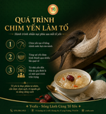 Quá trình chim yến làm tổ: hành trình nhẫn nại phía sau mỗi tổ yến