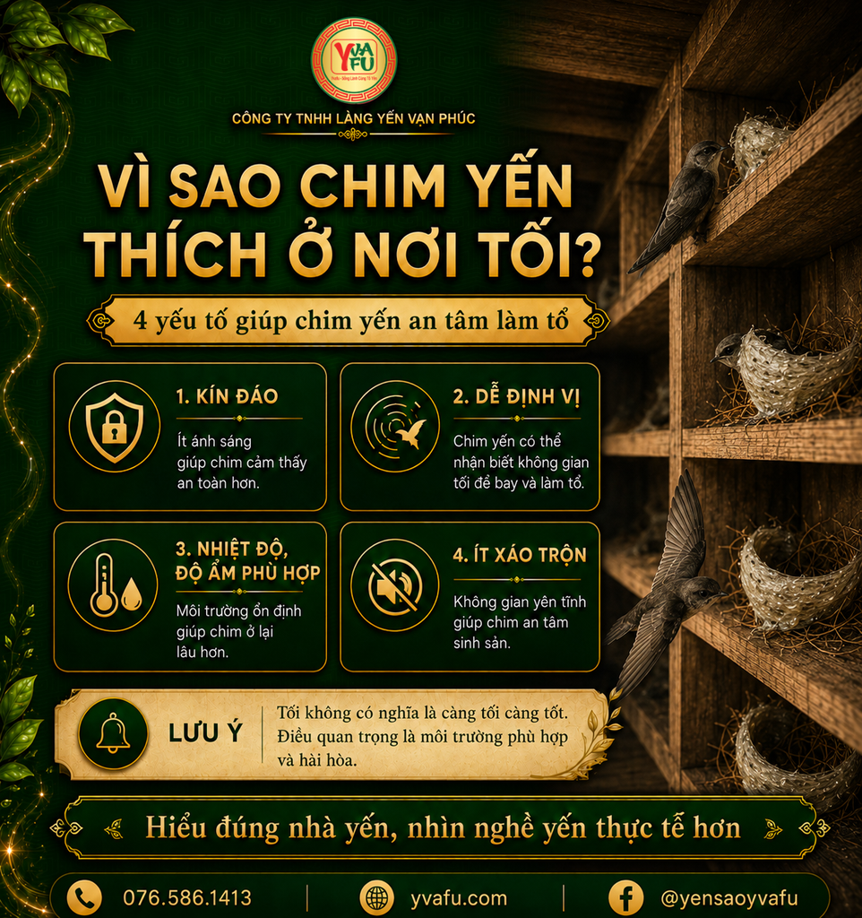 Vì sao chim yến thích làm tổ ở nơi tối? Bên trong nhà yến có gì đặc biệt?
