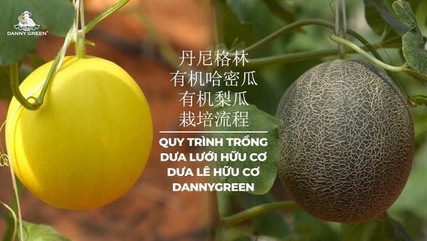 QUY TRÌNH TRỒNG DƯA LƯỚI/DƯA LÊ HỮU CƠ DANNYGREEN