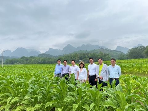 Vietnamese Tobacco raw material market in 2025 – Thanglongtabac