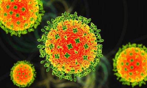 Virus Nipah: Thông tin cập nhật và khuyến cáo phòng, chống tại Việt Nam