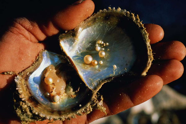 Ngọc trai được hình thành như thế nào? Bí mật từ đại dương
