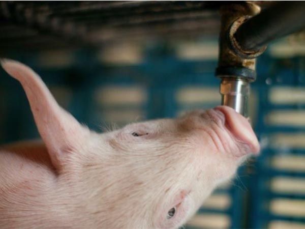 Hệ thống nước uống tự động cho heo tăng năng suất chăn nuôi