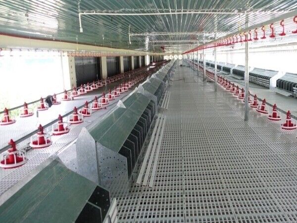 Kinh nghiệm nuôi gà công nghiệp x3 năng suất và chất lượng