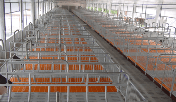 Cách thiết kế chuồng heo thông minh năng suất cao, ít dịch bệnh