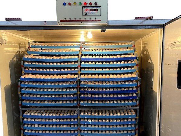 Máy ấp trứng gà thông minh hiện đại, x3 năng suất chất lượng