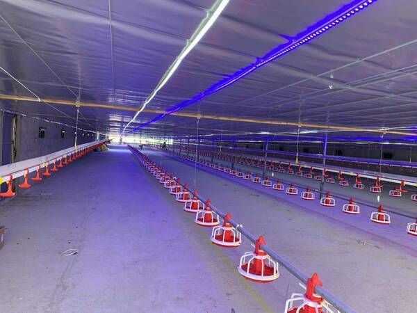 Top 3 mô hình chăn nuôi công nghệ cao, kiếm tiền tỷ mỗi năm