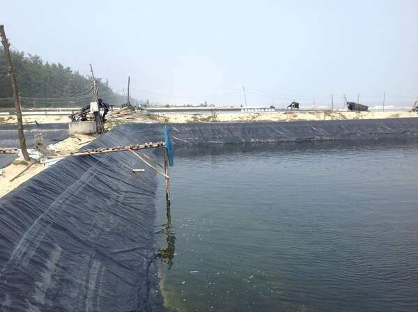 Kỹ thuật nuôi tôm hiệu quả, năng suất cao cho nhà nông