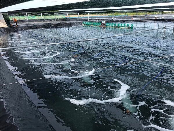 Quy trình nuôi tôm công nghệ cao đạt năng suất, chất lượng tốt