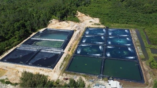 hiết kế xây dựng trại tôm thông minh, tối ưu chi phí