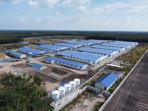 Quy trình chăn nuôi heo công nghiệp đơn giản, đúng kỹ thuật