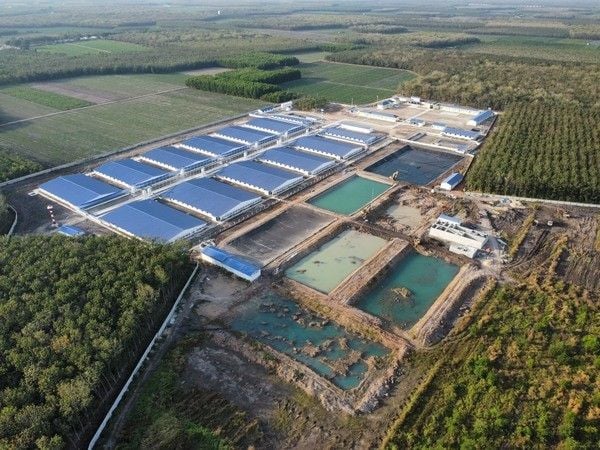 Hướng dẫn nuôi heo hậu bị đạt chuẩn, tăng chất lượng giống