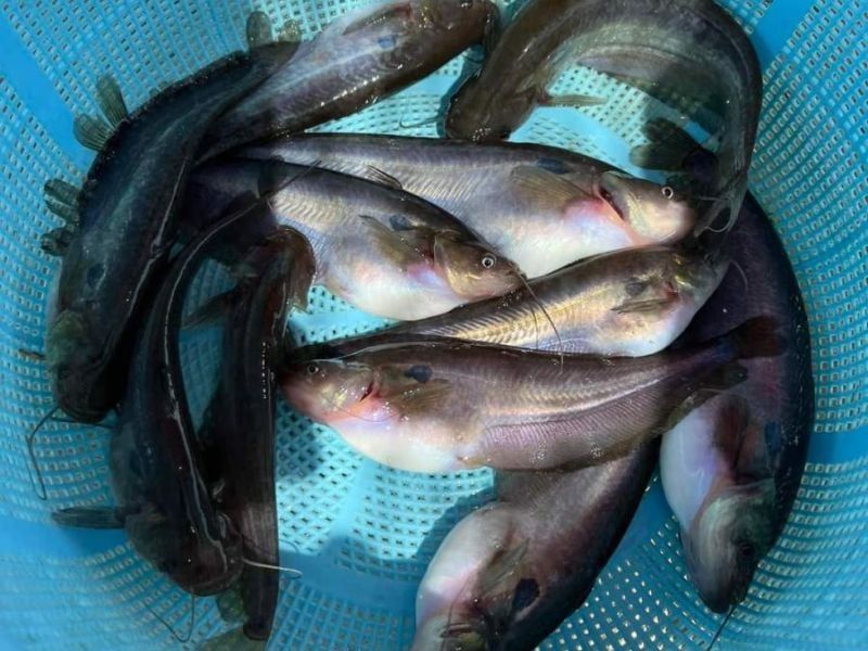 Cá trèn bầu – món ngon dân dã, vị ngọt miền sông nước