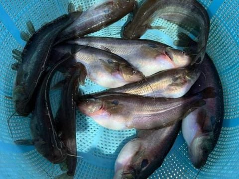 Cá trèn bầu – món ngon dân dã, vị ngọt miền sông nước