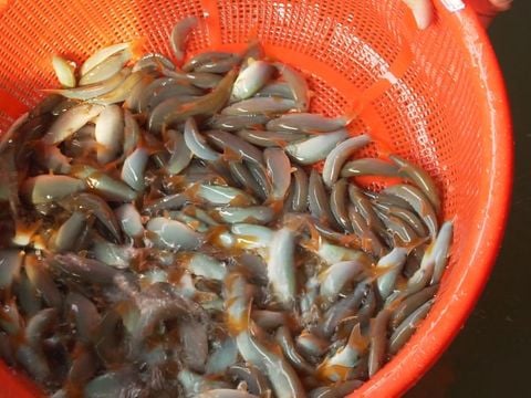 Cá Heo đuôi đỏ - Đặc sản quý hiếm