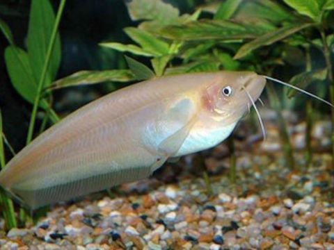 Cá Kết - Vị quê khó cưỡng