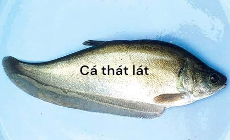 Chả cá thát lát nạo nguyên chất