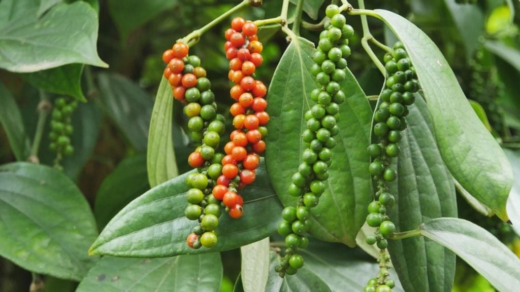 Hạt Tiêu Chín Phú Quốc