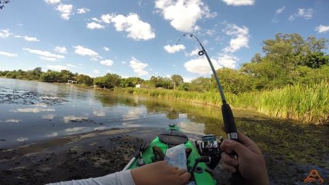 Kỹ Thuật Đánh Rung Câu Cá Lóc Bằng Máy Đứng – Cách Chọn Cần Chuẩn Nhất