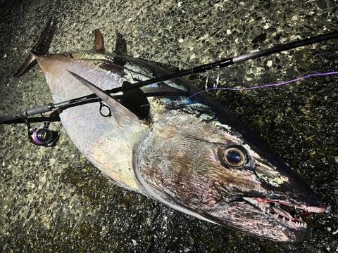 RippleFisher RunnerExceed Final Stand Up 83HH – Câu trả lời cho Big Game từ bờ đá