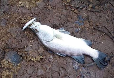 🎣 Hướng Dẫn Chọn Mồi Lure Câu Cá Chẽm (Cá Vược) Hiệu Quả Nhất – Từ Cơ Bản Đến Chuyên Sâu