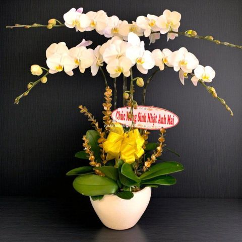 30+ Mẫu Hoa Sinh Nhật Cho Nam Đẹp Và Ý Nghĩa