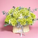 Ý Nghĩa Hoa Cẩm Tú Cầu Là Gì? Khám Phá Thông Điệp Ẩn Sau Từng Sắc Hoa