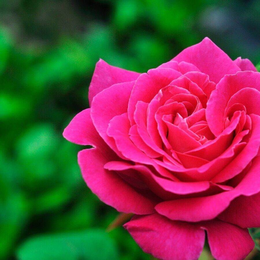 Ý Nghĩa Của Hoa Hồng