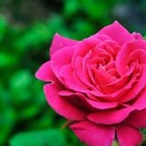 Ý Nghĩa Của Hoa Hồng