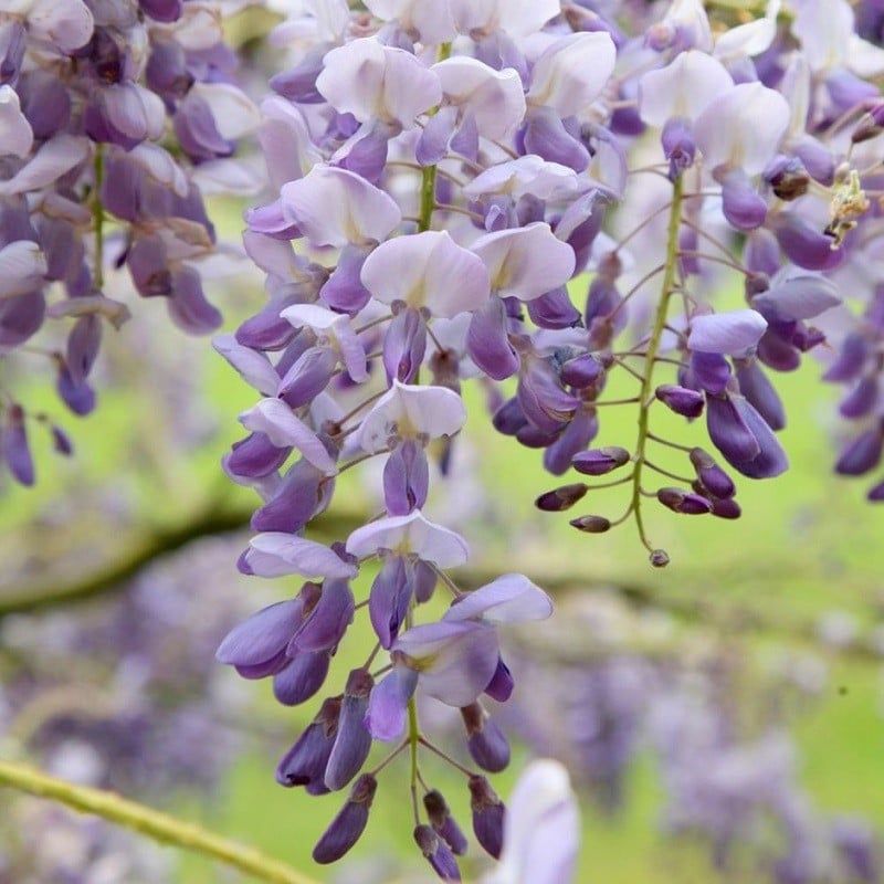 Ý Nghĩa Hoa Tử Đằng: Biểu Tượng Của Tình Yêu, Hạnh Phúc Và Những Điều Tốt Đẹp