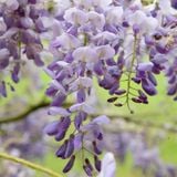 Ý Nghĩa Hoa Tử Đằng: Biểu Tượng Của Tình Yêu, Hạnh Phúc Và Những Điều Tốt Đẹp