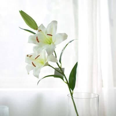 Ý Nghĩa Hoa Ly Trắng Trong Tình Yêu Và Đời Sống