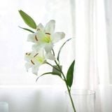 Ý Nghĩa Hoa Ly Trắng Trong Tình Yêu Và Đời Sống