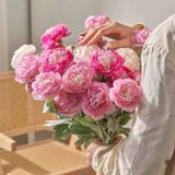 Hoa Mao Lương Là Gì? Ý Nghĩa, Đặc Điểm, Cách Trồng Và Chăm Sóc Hoa Mao Lương Đẹp Quanh Năm