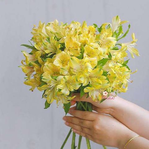 Hoa Thủy Tiên Là Gì? Ý Nghĩa Hoa Thủy Tiên, Nguồn Gốc