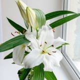 Giải Mã Những Loài Hoa Tượng Trưng Cho Sự Chờ Đợi Trong Tình Yêu