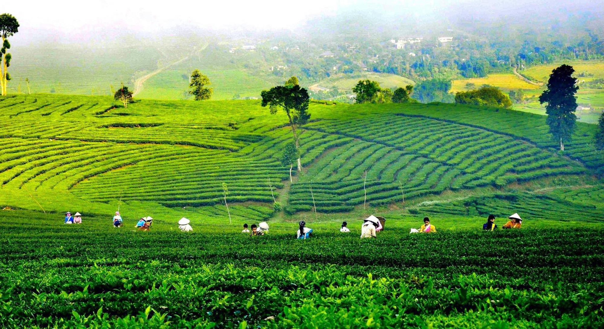 11 Lợi Ích Tuyệt Vời Của Trà Ô Long Cho Sức Khỏe