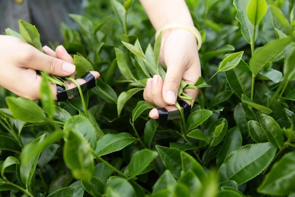 Sự khác nhau giữa “Trà” và “Chè” – Bạn đã hiểu đúng chưa?