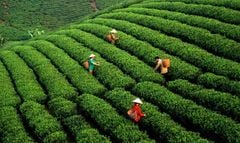 Uống Trà Nhài Lúc Bụng Rỗng: Thanh Lọc Hay Phản Tác Dụng?