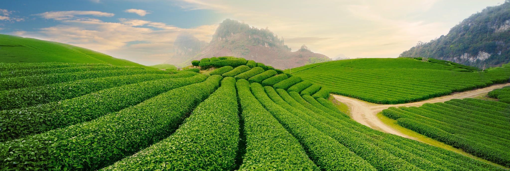 Trà Thái Nguyên Hái Sớm – Bí Mật Tinh Hoa Từ Giọt Sương Mai