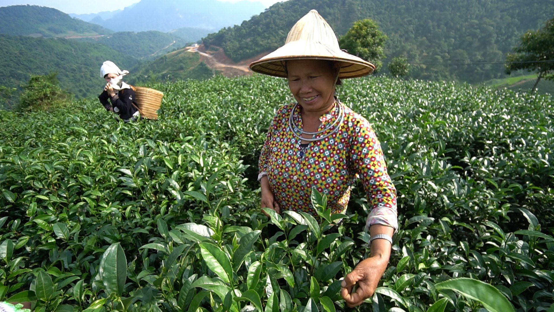 ☕ Uống Trà Đinh Mỗi Sáng – Bí Mật Trẻ Lâu Của Người Xứ Trà