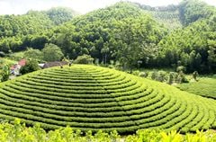 Dùng Xen Kẽ Trà – Bí Quyết Cân Bằng Sức Khỏe Mỗi Ngày