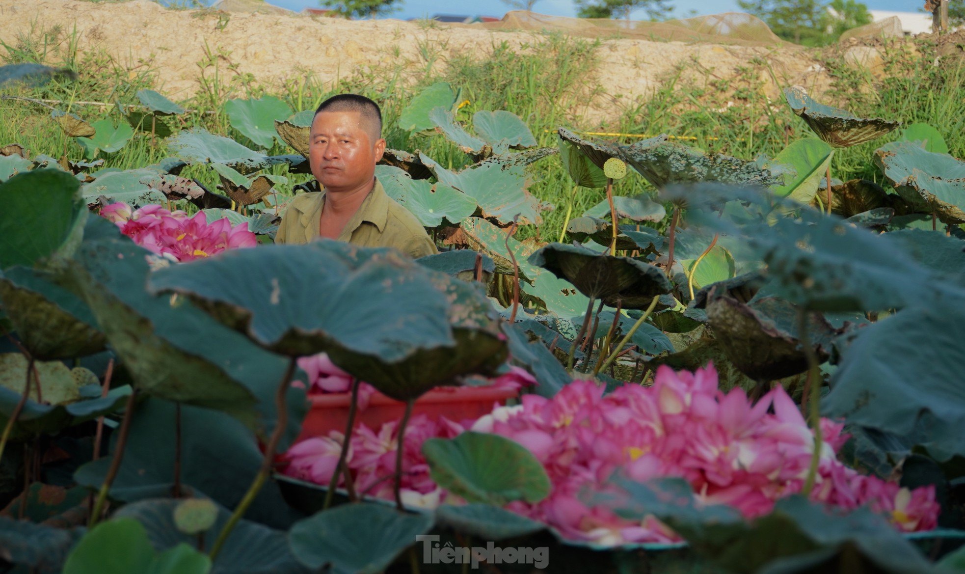 🌸 Sai Lầm Khi Pha Trà Sen Tây Hồ – Nguyên Nhân Khiến Hương Vị Mất Tinh Tế