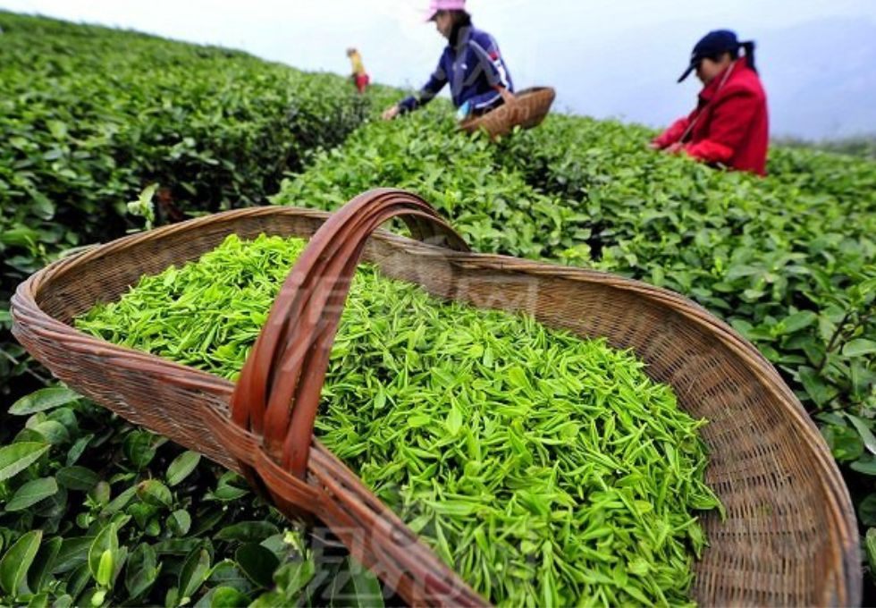 5 Lưu Ý Vàng Khi Uống Trà Đinh Tân Cương