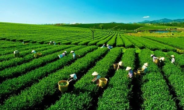Tinh Hoa Trà Việt Vươn Tầm Quốc Tế