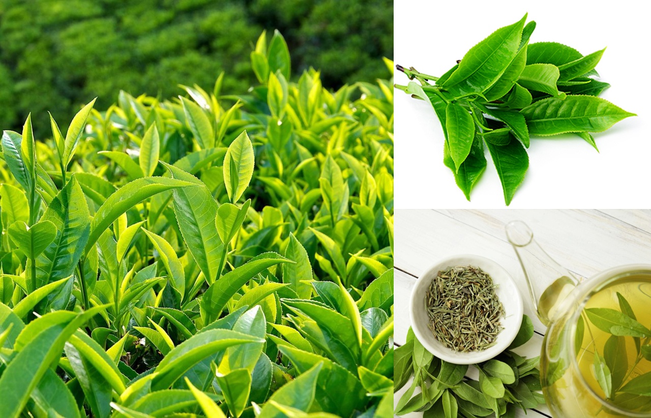 Giảm Mỡ An Toàn – Dáng Đẹp Mỗi Ngày Cùng Vua Trà
