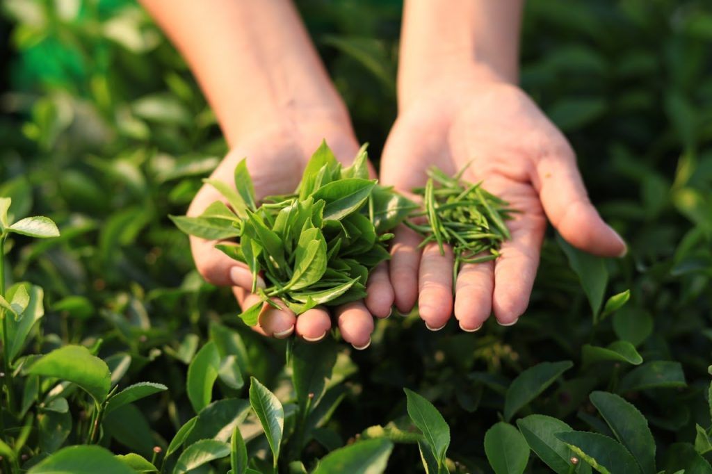 Trà Thái Nguyên – Tác Dụng & Những Điều Cần Biết
