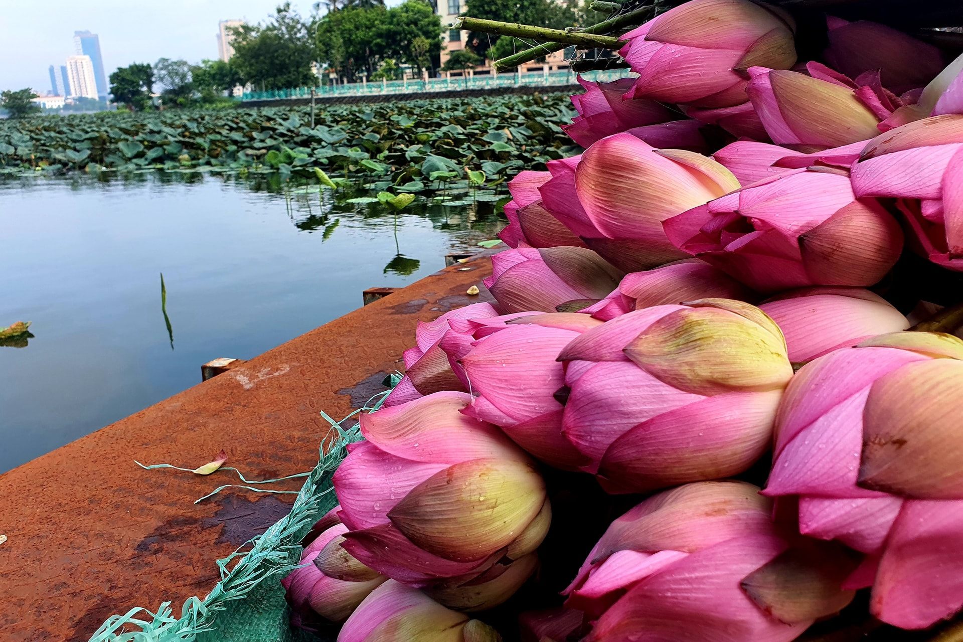 Thời Điểm Vàng Để Uống Trà Sen –  An Nhiên Mỗi Ngày